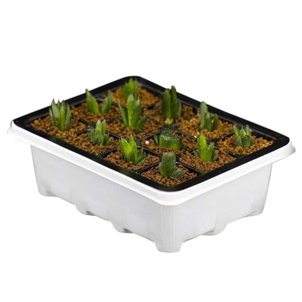 Plastic Nursery Pots Succulent Plant Seeds Germination Tray