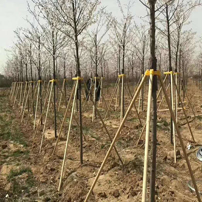 Practical Big Tree Growing Support Stake Bandage Landscape Tree Windproof Fixing Tripod Plastic Cups Greening Gardening Supplies