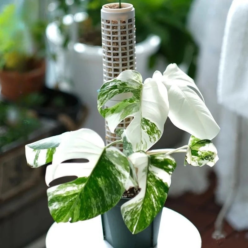 6pcs White Modular Vertical Plant Columns - Interlocking Panels for /Outdoor Climbing Vines, Herbs, Ivy,Clematis - Easy Assembly