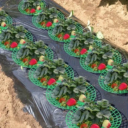 6/12pcs Green PVC Strawberry Support Cage for Vegetable Garden - 3-Legged Plant Protector, and Rot, Easy Assembly