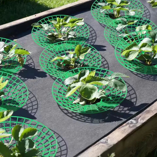 5-20pcs Strawberry Plant Supports with 3 Sturdy Legs Strawberry Growing Racks Protector Frame Holder Cage From Mold Rot Dirt