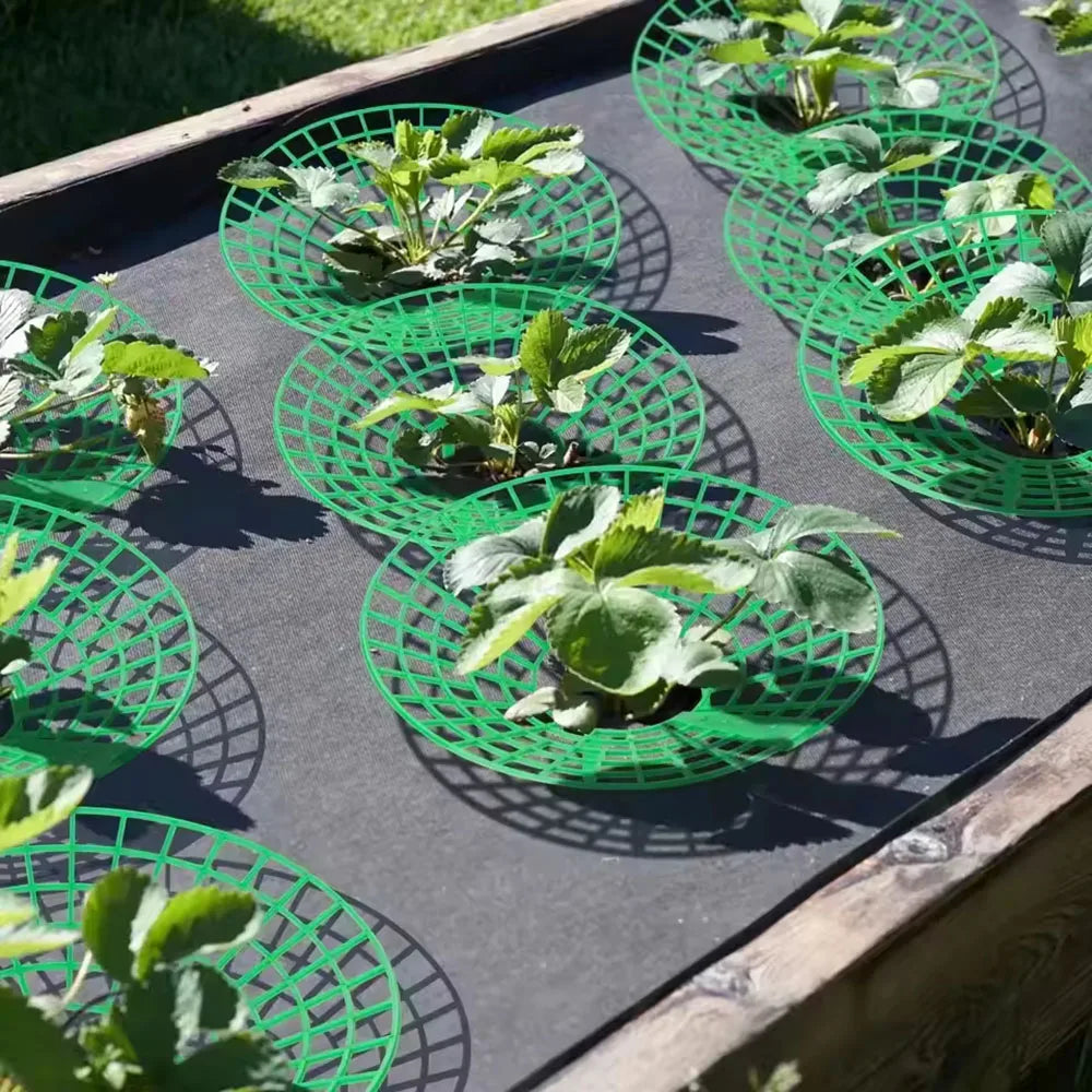 5-20pcs Strawberry Plant Supports with 3 Sturdy Legs Strawberry Growing Racks Protector Frame Holder Cage From Mold Rot Dirt