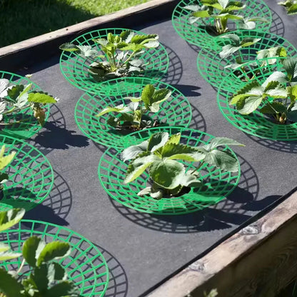 5-20pcs Strawberry Plant Supports with 3 Sturdy Legs Strawberry Growing Racks Protector Frame Holder Cage From Mold Rot Dirt