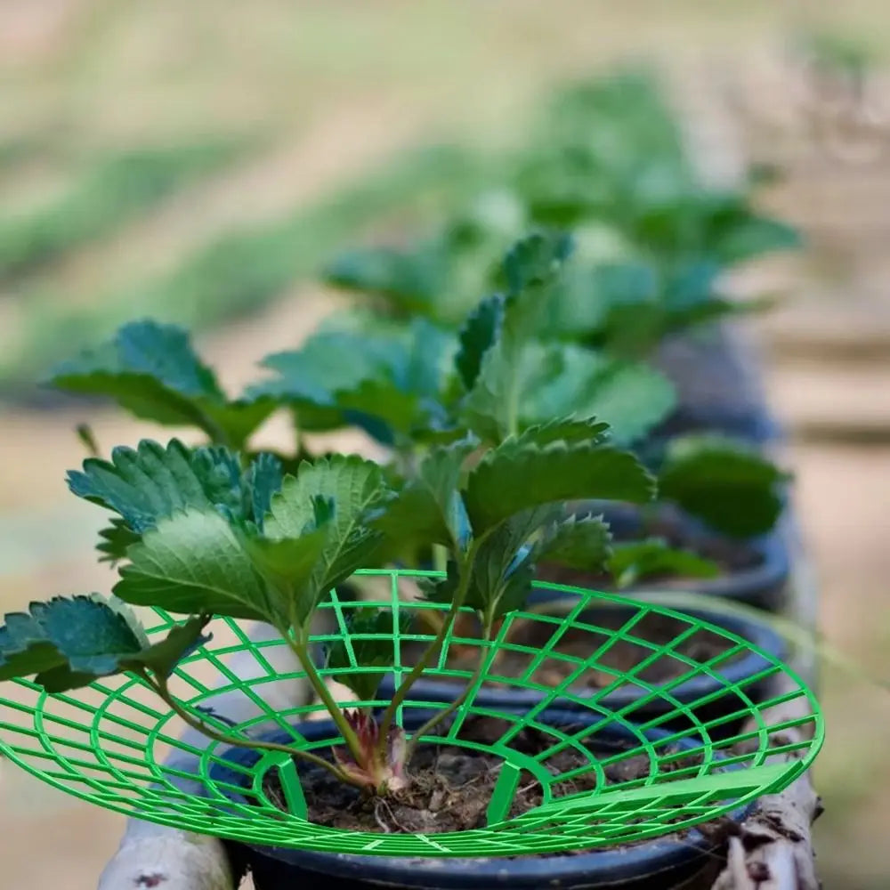 1/3Pcs Round Strawberry Stand Anti-corrosion Anti-ground Strawberry Cradle Support with Three Sturdy Legs Trellis Planter Insert