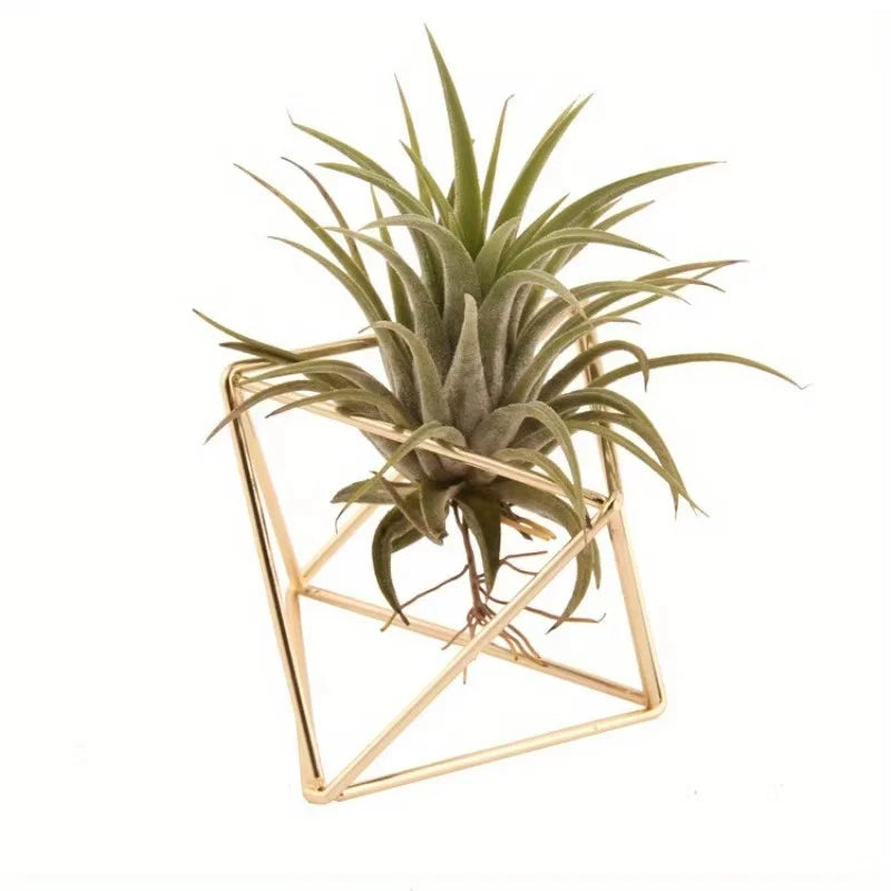 4 Air Plant Stands, Hanging Metal Geometric Stands, Plant Garden Stands, Suitable for Indoor Decoration, Holiday Displays