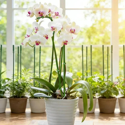 Plant Support Stakes with Orchid Clips Ties Bendable Single Stem Support Rods Holder Sticks for Potted Plants Flowers Vegetables