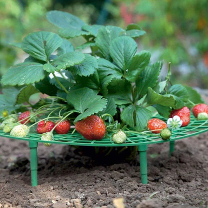 Garden Strawberry Stand Plant Support Fruits Growing Racks with 4 Sturdy Legs Growing Frame Fruit Stand
