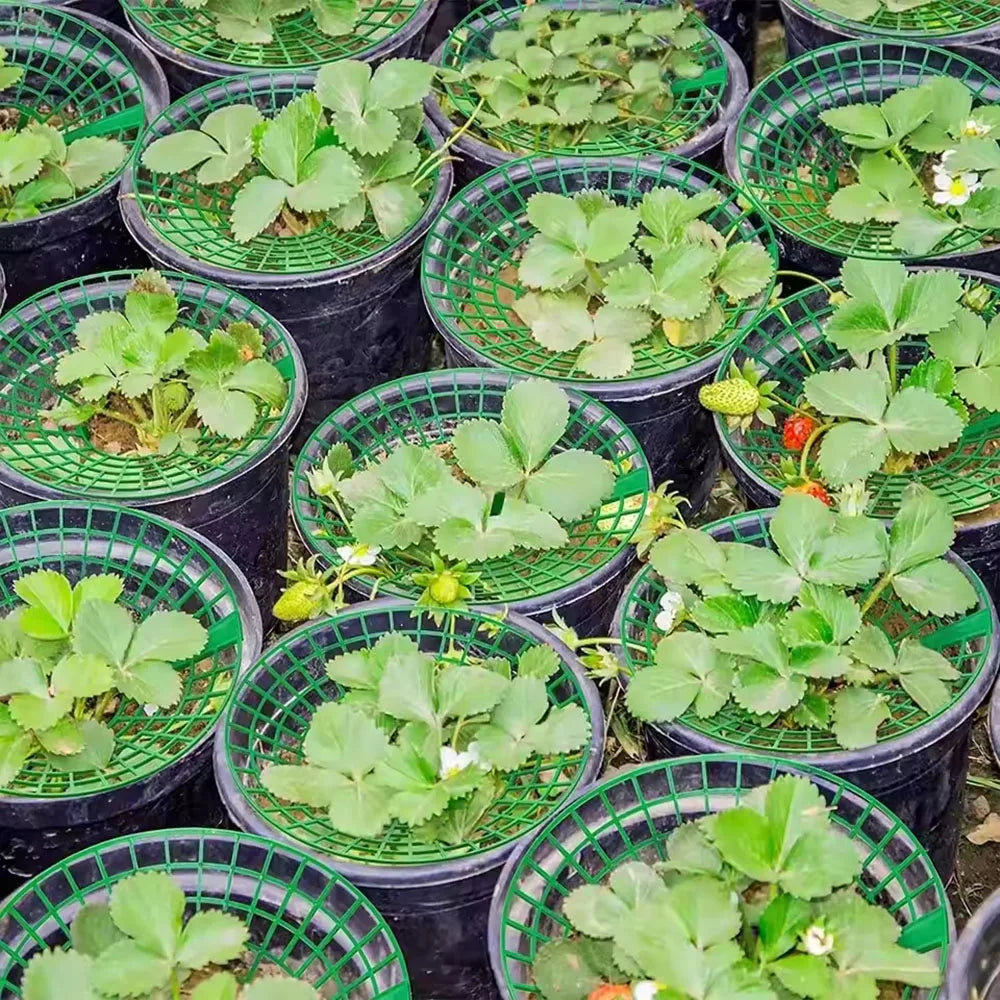 5-20pcs Strawberry Plant Supports with 3 Sturdy Legs Strawberry Growing Racks Protector Frame Holder Cage From Mold Rot Dirt