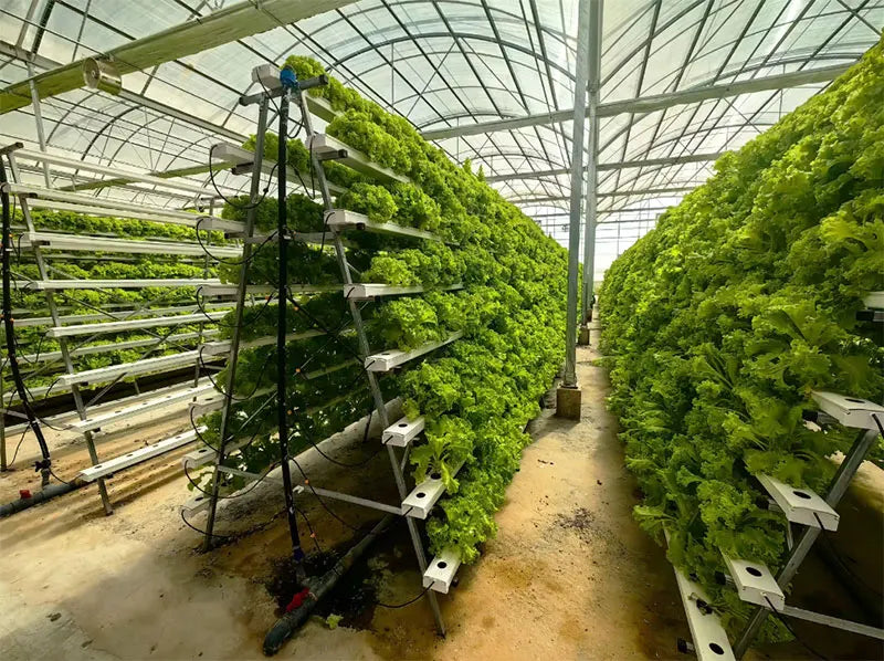 OEM Nft Hydroponics Nft Channel Growing System Kits Vertical Lettuce Strawberry Agricultural NFT Growing System Plant Vegetable