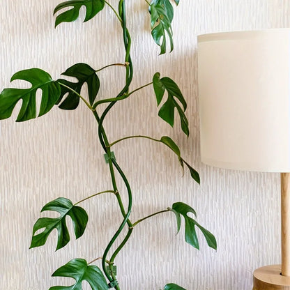 30pcs Invisible Plant Climbing Wall Hooks - Self-Adhesive, Reusable, Adjustable Vines Traction Holders for Indoor Outdoor Garden