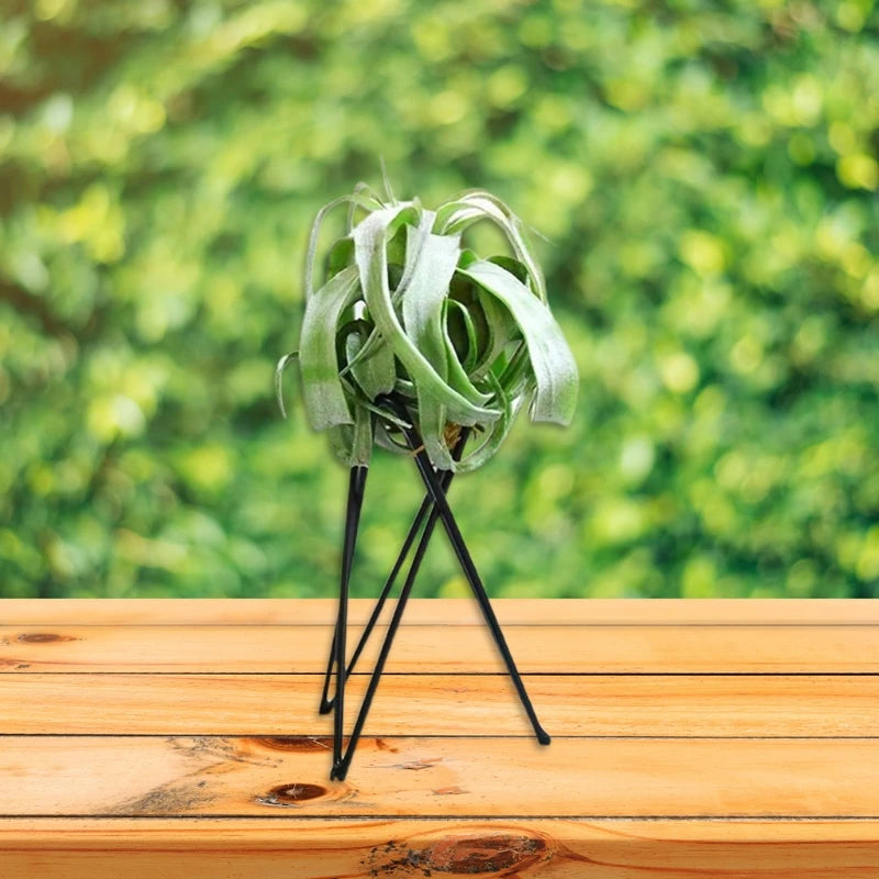 Air Plant Holder Metal Flower Pot Stand Geometric Iron Tillandsia Display Art G5AB