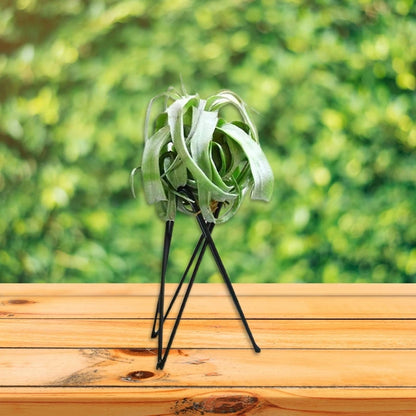 Air Plant Holder Metal Flower Pot Stand Geometric Iron Tillandsia Display Art G5AB